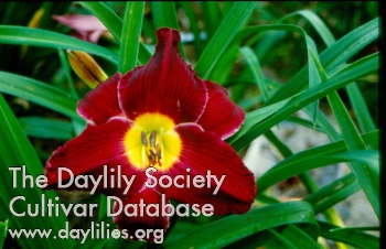 Daylily Mary Foote